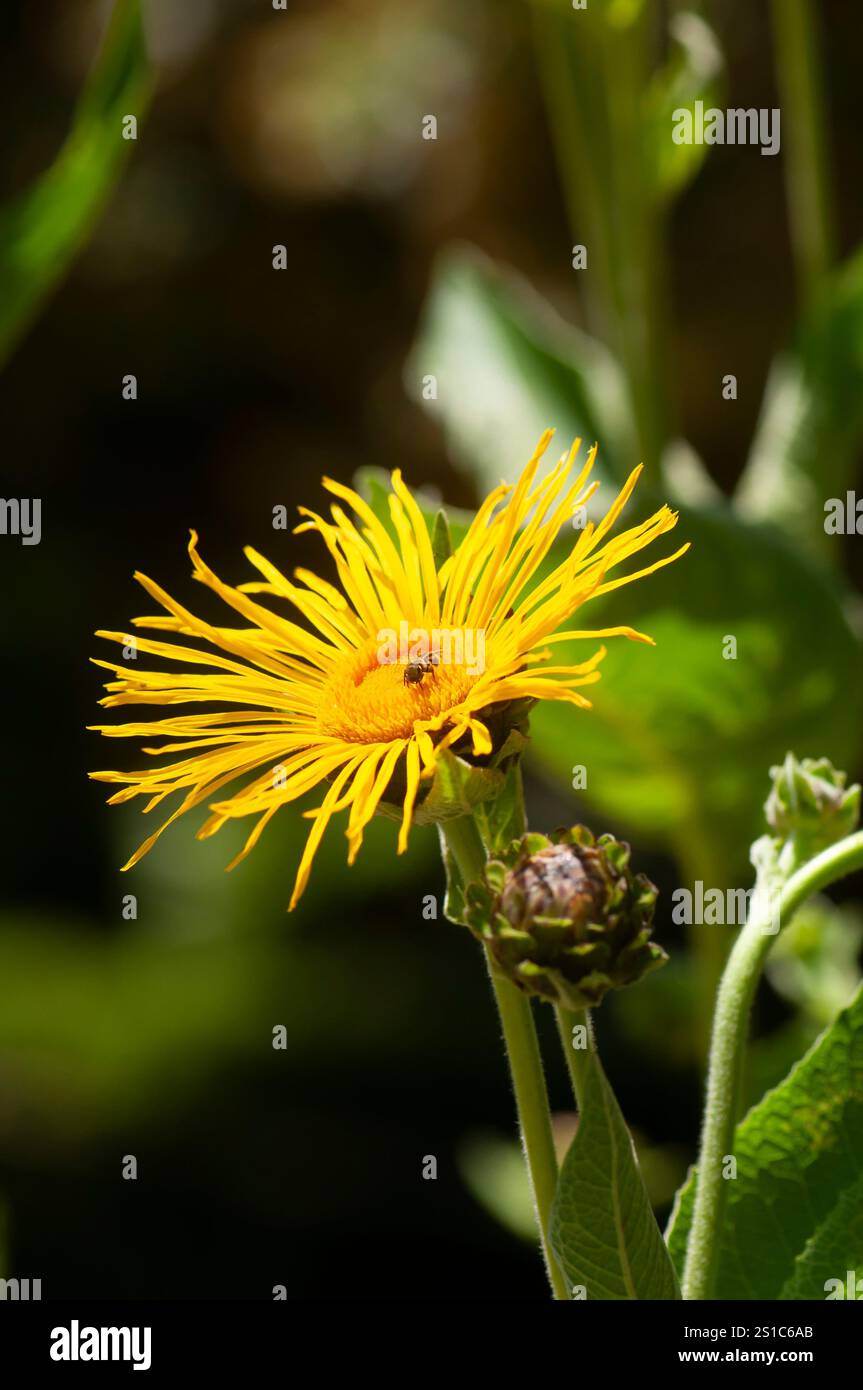 Inula Helenium dettaglio fiori nel Giardino Botanico reale di Madrid, Spagna. Foto Stock