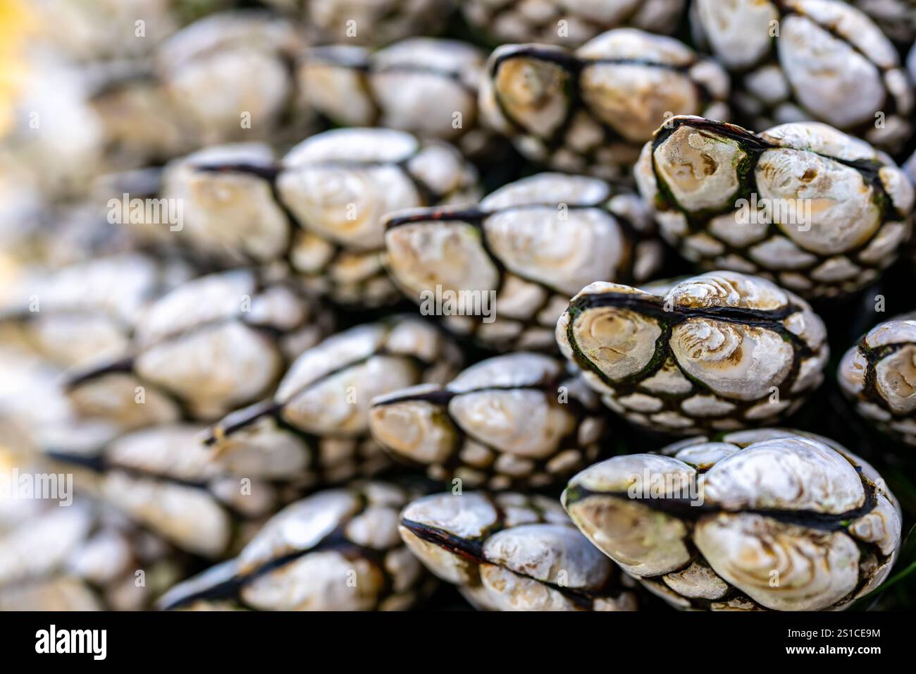 Contrasto dei colori bianco e nero sui Barnacoli Gooseneck rivelati durante la bassa marea Foto Stock