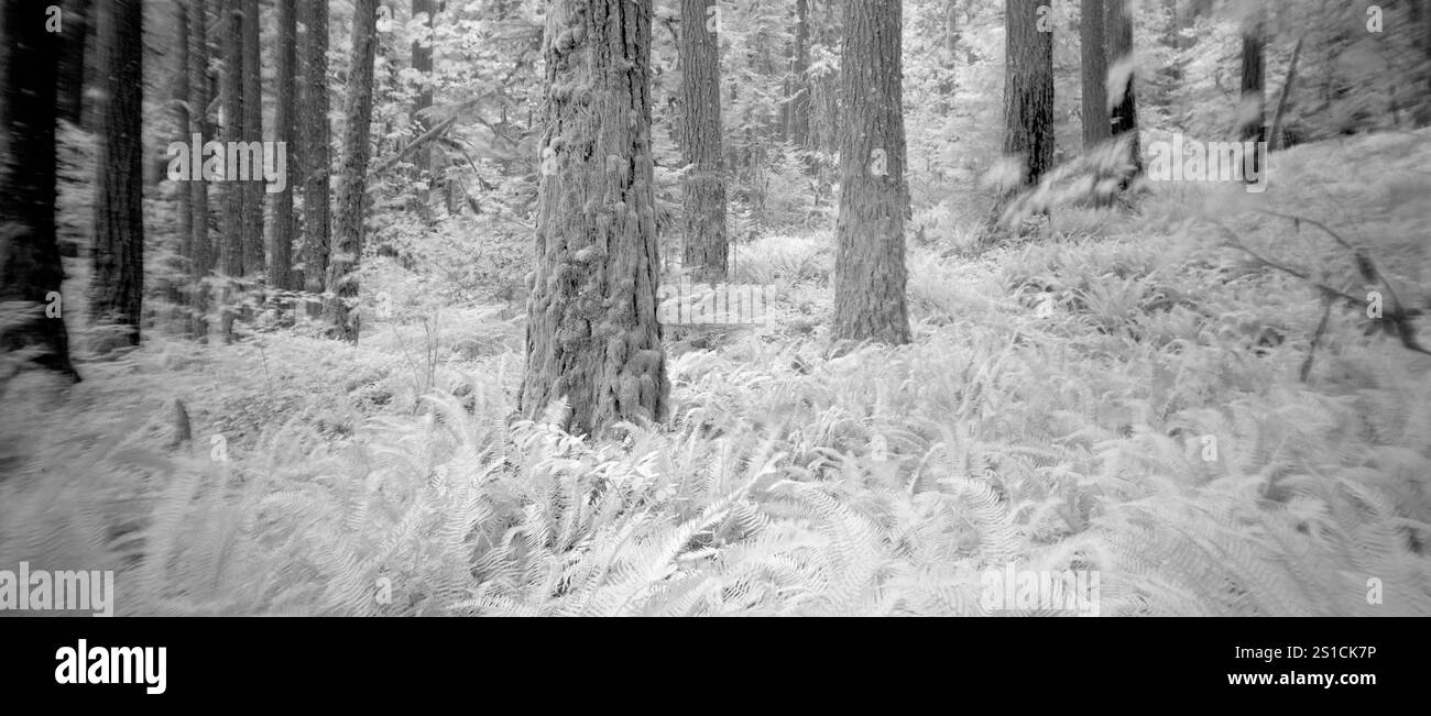 PL21310-00....WASHINGTON - Elwah River Valley. Immagine della pellicola infarinata. Foto Stock