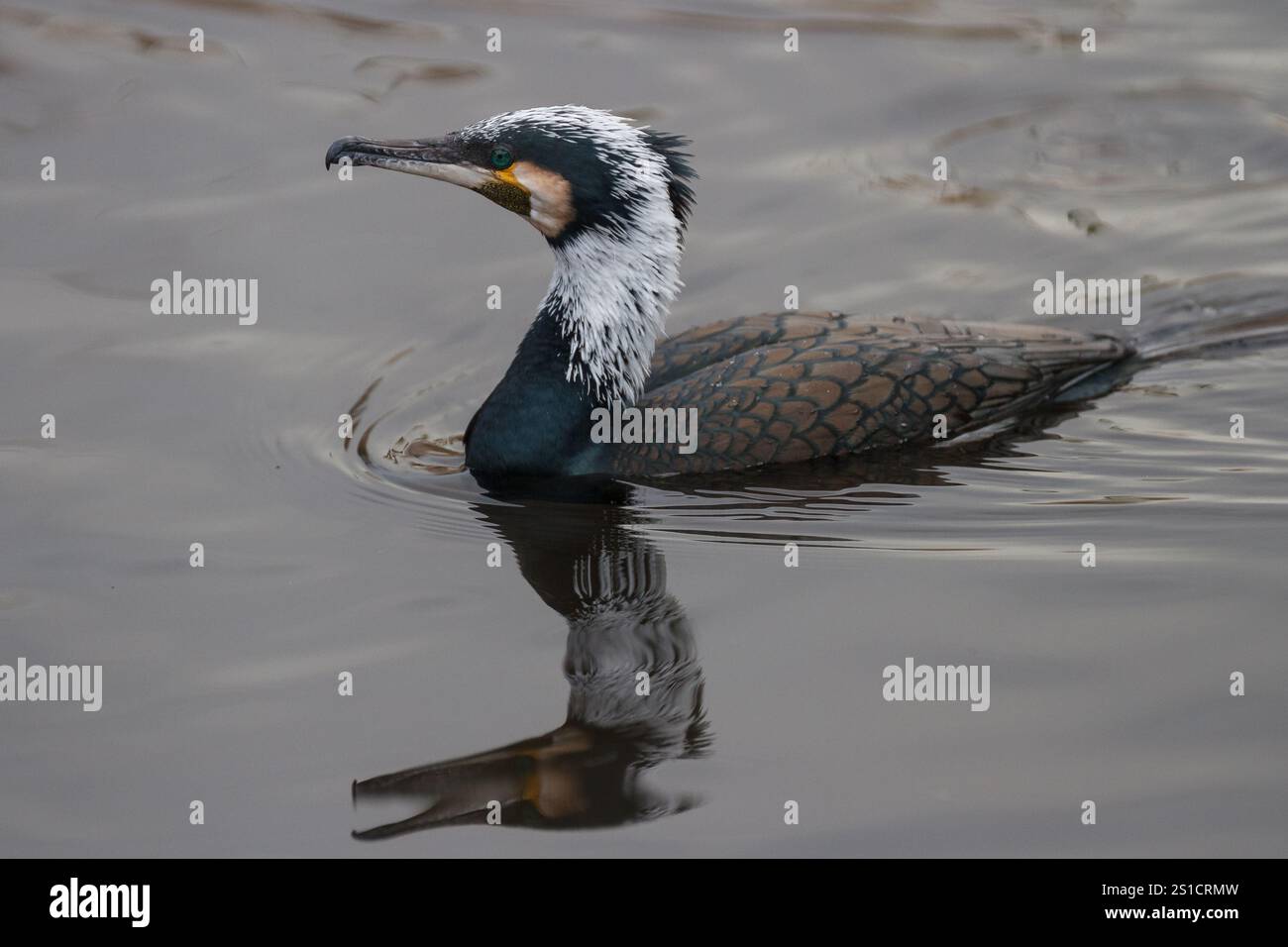 Un grande cormorano (Phalacrocorax carbo) con stagione riproduttiva piumaggio di piume bianche che nuota in un lago in un parco a Kanagawa, in Giappone. Foto Stock