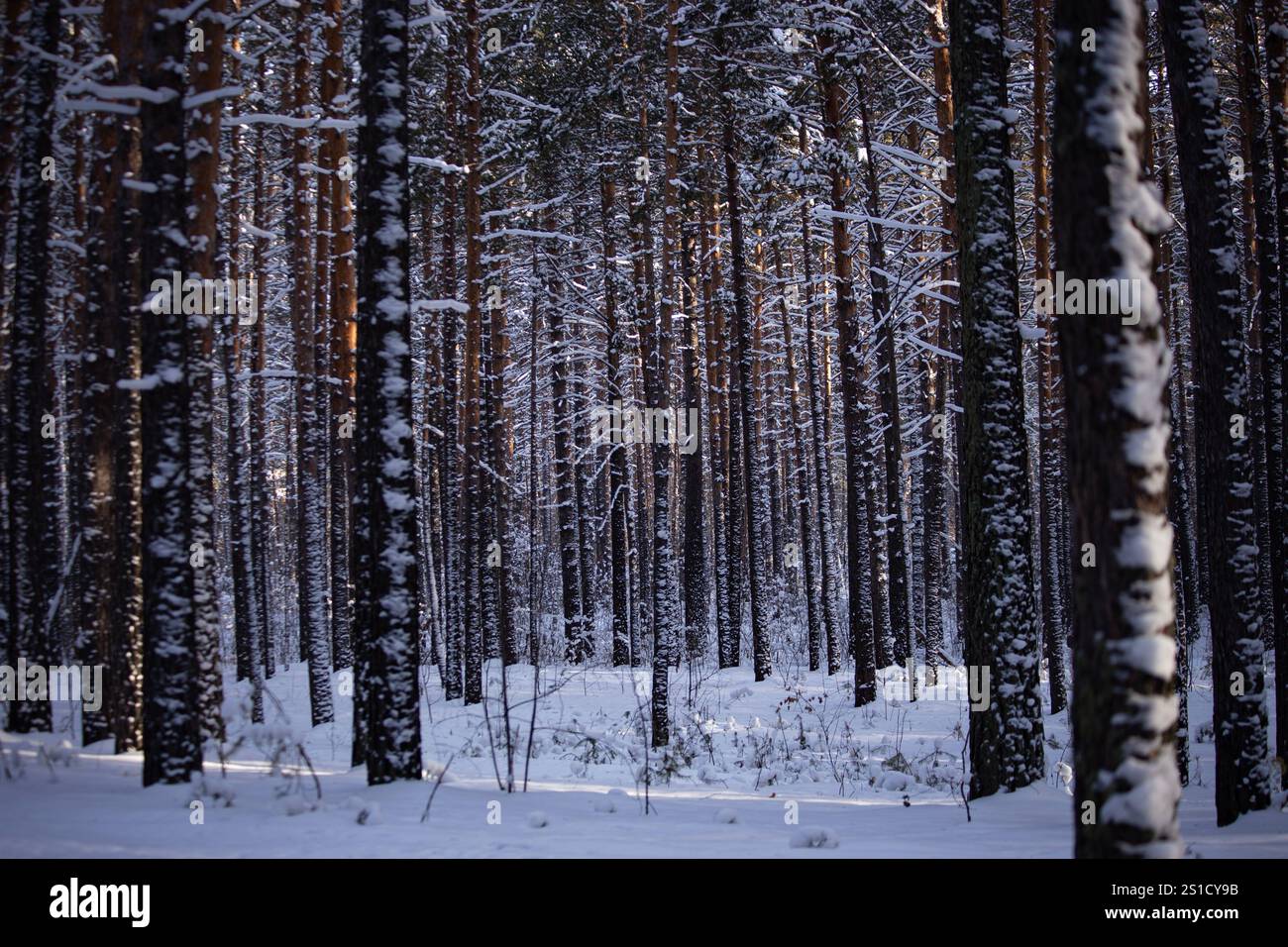 Una tranquilla foresta invernale con alti pini spolverati di neve. La luce del sole si filtra, proiettando ombre morbide sul terreno incontaminato e innevato. Foto Stock