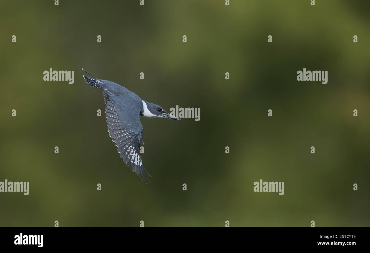 Kingfisher con cintura in volo Foto Stock