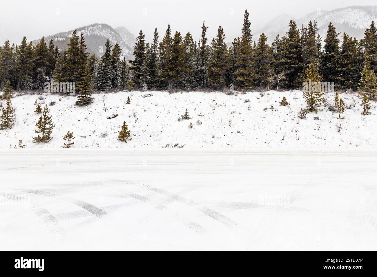 Pini alti su un terreno innevato in Alberta, Canada, durante l'inverno in un ambiente forestale naturale Foto Stock