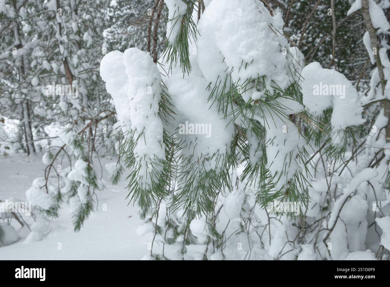 Rami innevati di pini nel Parco dell'Etna, Sicilia, Italia Foto Stock