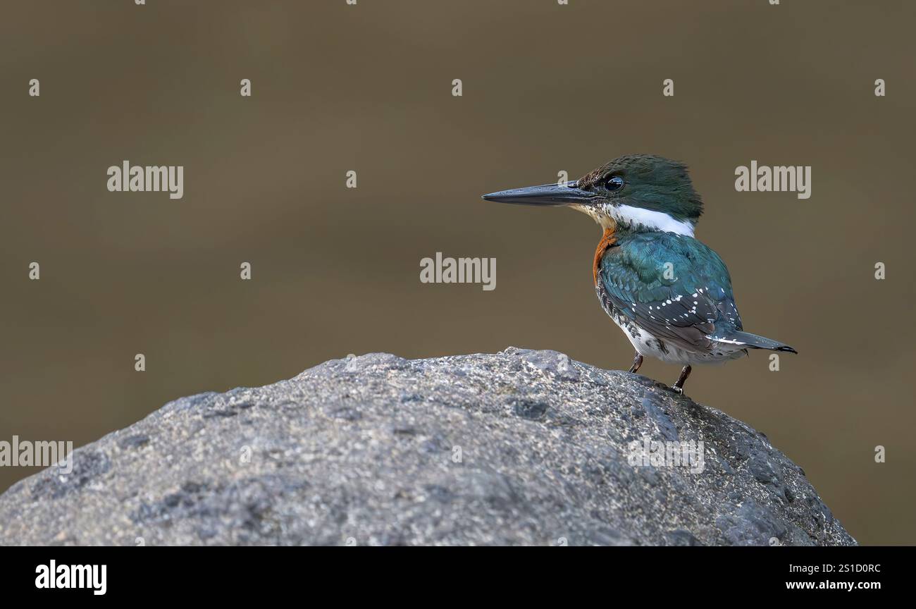 White throated Kingfisher Foto Stock