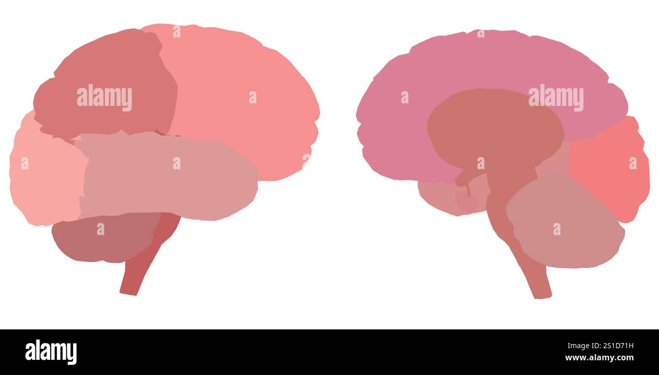 Due cervelli sono mostrati in un colore rosa. Il cervello a sinistra è più piccolo di quello a destra Illustrazione Vettoriale