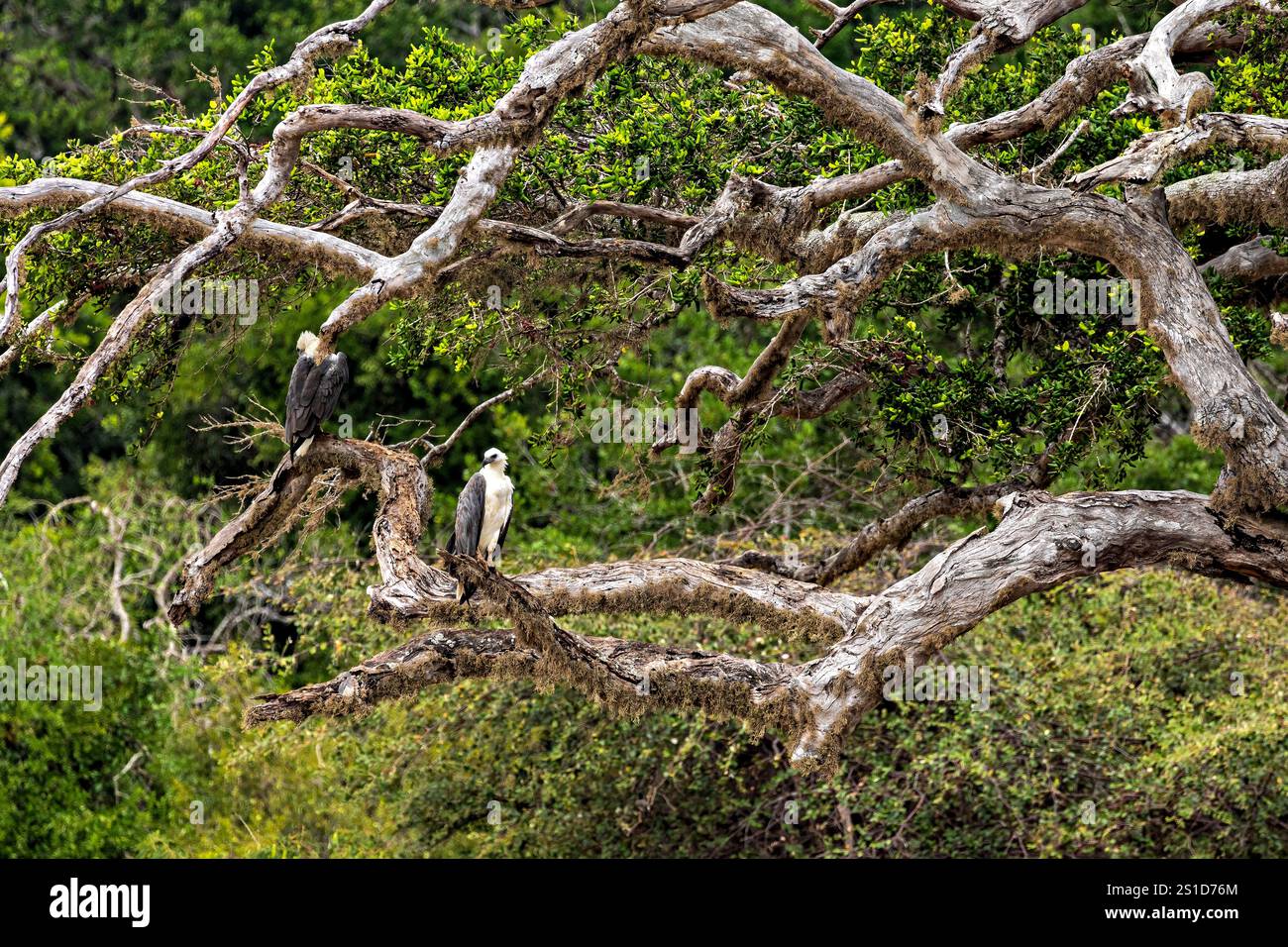 Un'aquila bianca nel Parco Nazionale di Yala nello Sri Lanka Foto Stock