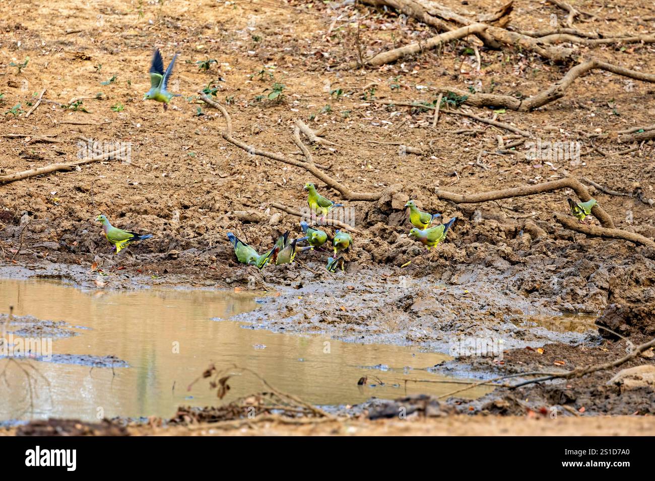 I piccioni verdi del Parco Nazionale di Yala in Sri Lanka Foto Stock