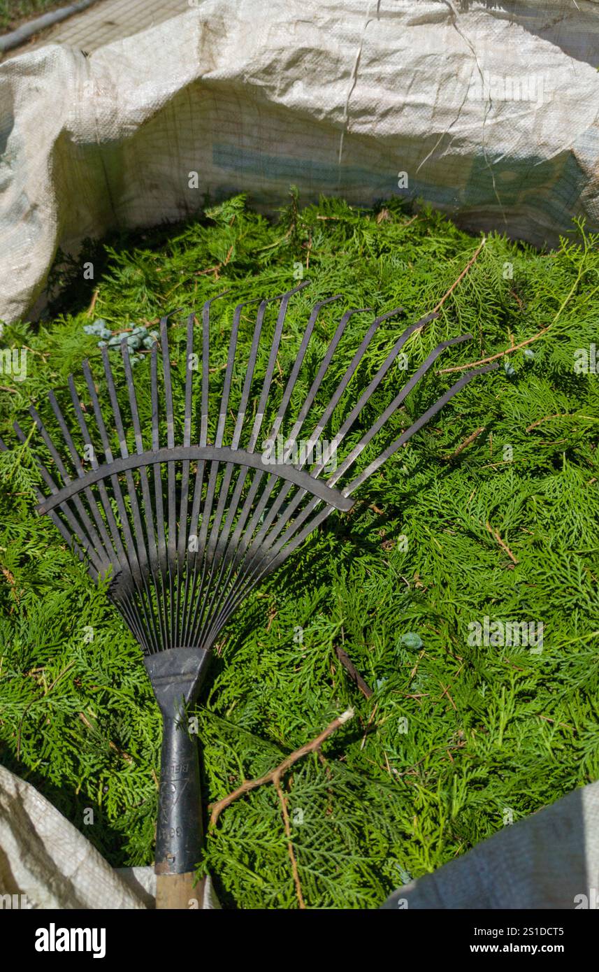 Sacco di rafia pieno di resti di potatura delle siepi di thuja. Rastrello per foglie Foto Stock