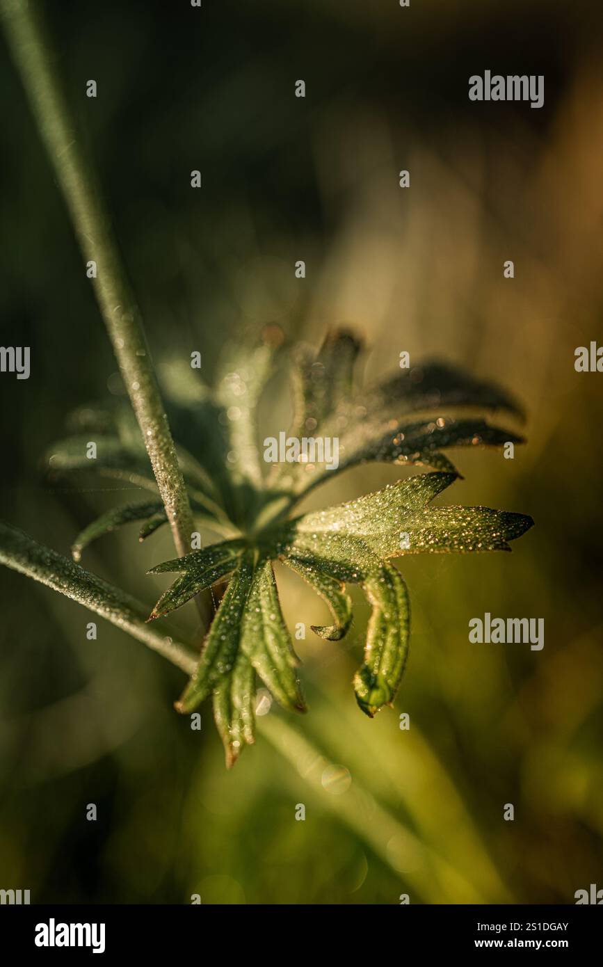 La rugiada scintillante brilla su una foglia verde alla luce del sole. Foto Stock