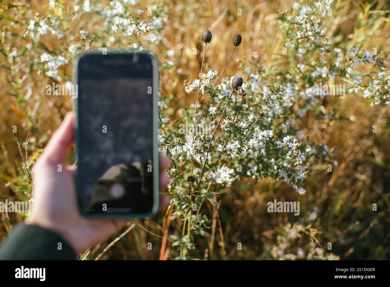 Persona che scatta foto di fiori selvatici in un campo soleggiato al telefono Foto Stock