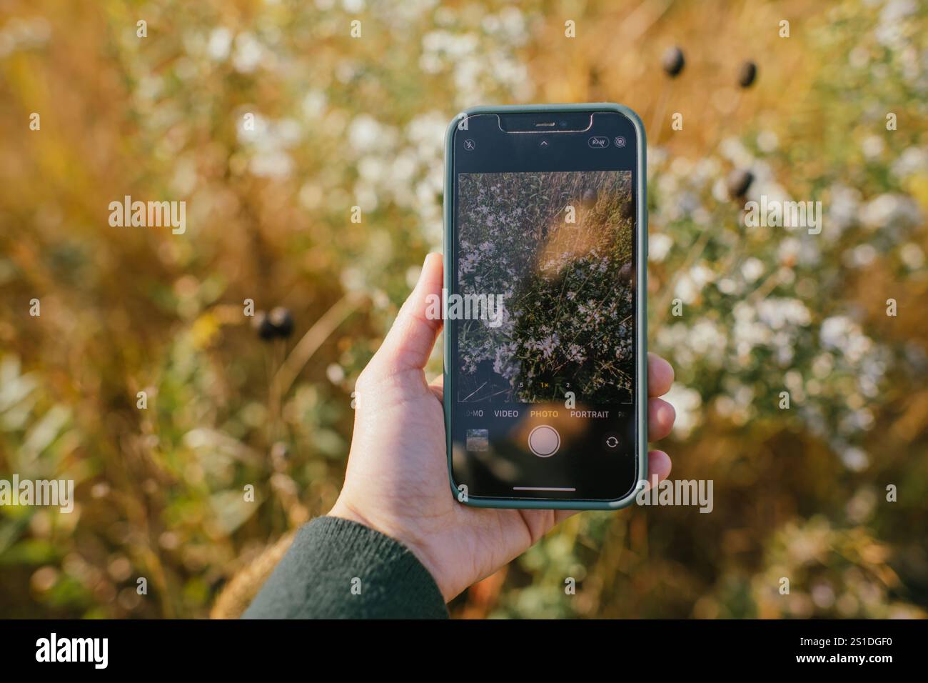 Mano con uno smartphone che cattura fiori selvatici in un campo soleggiato Foto Stock