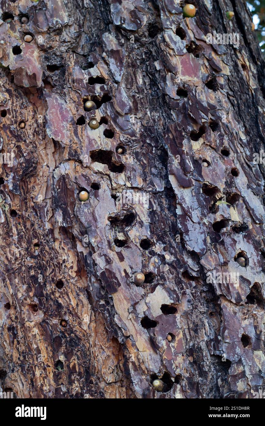 I semi fuoriescono da piccoli fori nel tronco dell'albero. Foto Stock