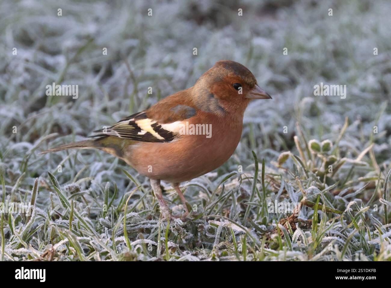 Hailsham, Regno Unito. 3 gennaio 2025. Uno Chaffinch cerca cibo su un prato ghiacciato questa mattina dopo che le temperature sono calate durante la notte. Crediti: Ed Brown/Alamy Live News Foto Stock