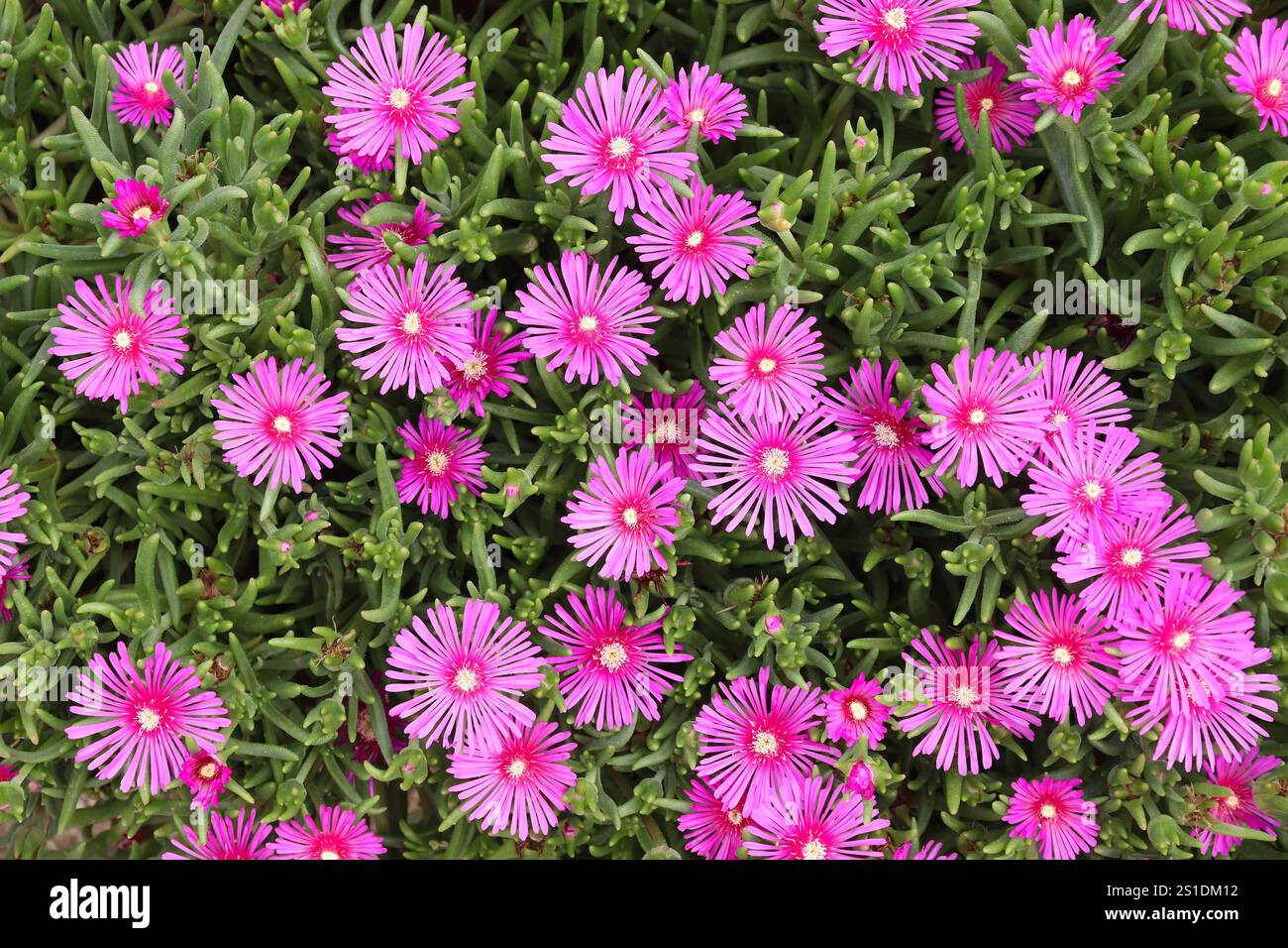 Trailing Iceplant o tappeto rosa (Delosperma cooperi) piantato in un giardino in Croazia. Foto Stock