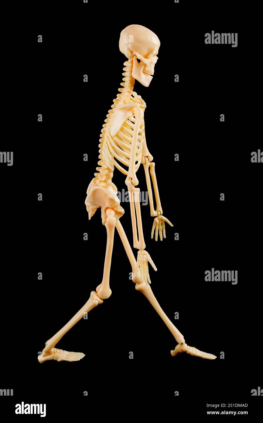 Modello di scheletro umano raffigurato in una posa dinamica che mostra la struttura anatomica e le caratteristiche, ideale per scopi educativi e anatomici Foto Stock