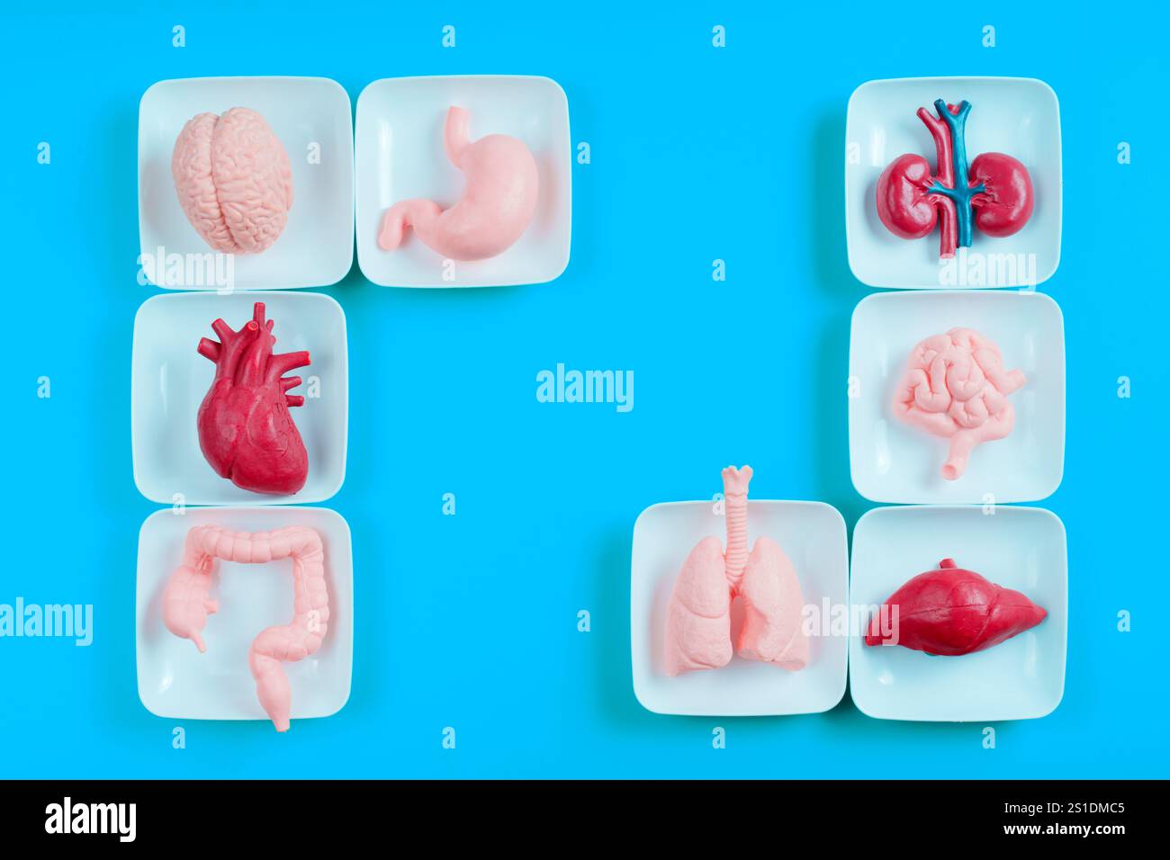 Visualizzazione creativa di organi umani modello tra cui cervello, cuore, polmoni, stomaco, intestino, e reni disposti su piccole piastre contro una b luminosa Foto Stock