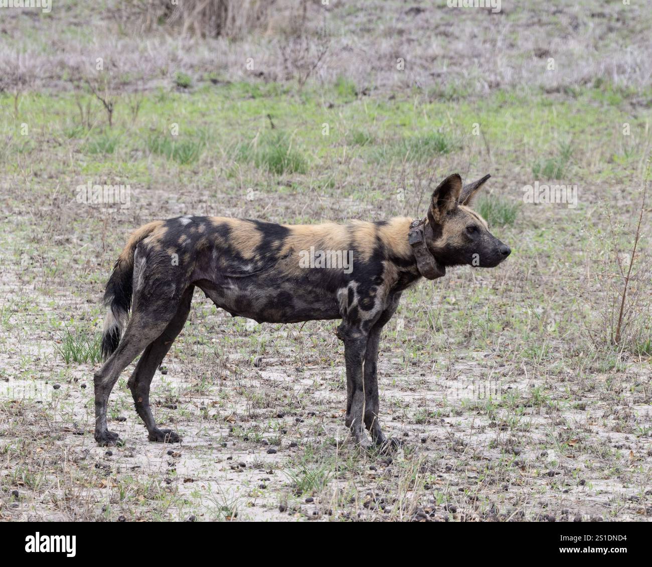 Un africano cane selvatico Foto Stock