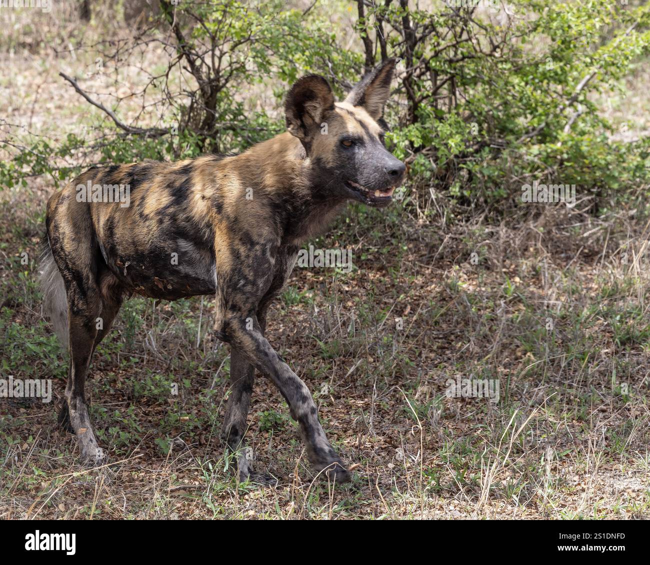 Un africano cane selvatico Foto Stock