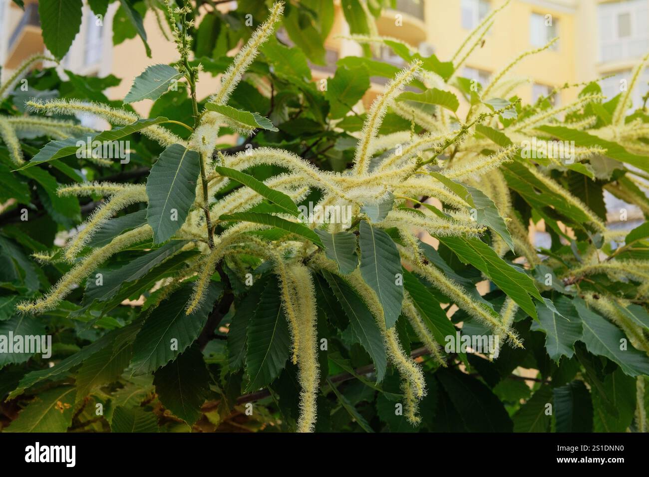 Castanea sativa nel giardinaggio. L'albero sta fiorendo. Giardino del cottage. Giornata di sole. Foto Stock