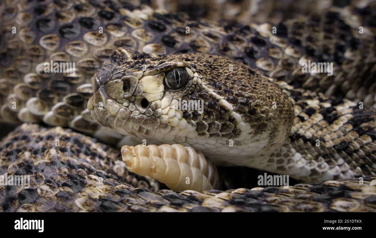 WESTERN diamondback Rattlesnake o Texas Diamond-Back (Crotalus atrox) è una specie di serpente a sonagli e membro della famiglia viper, trovata nel sud-ovest Foto Stock