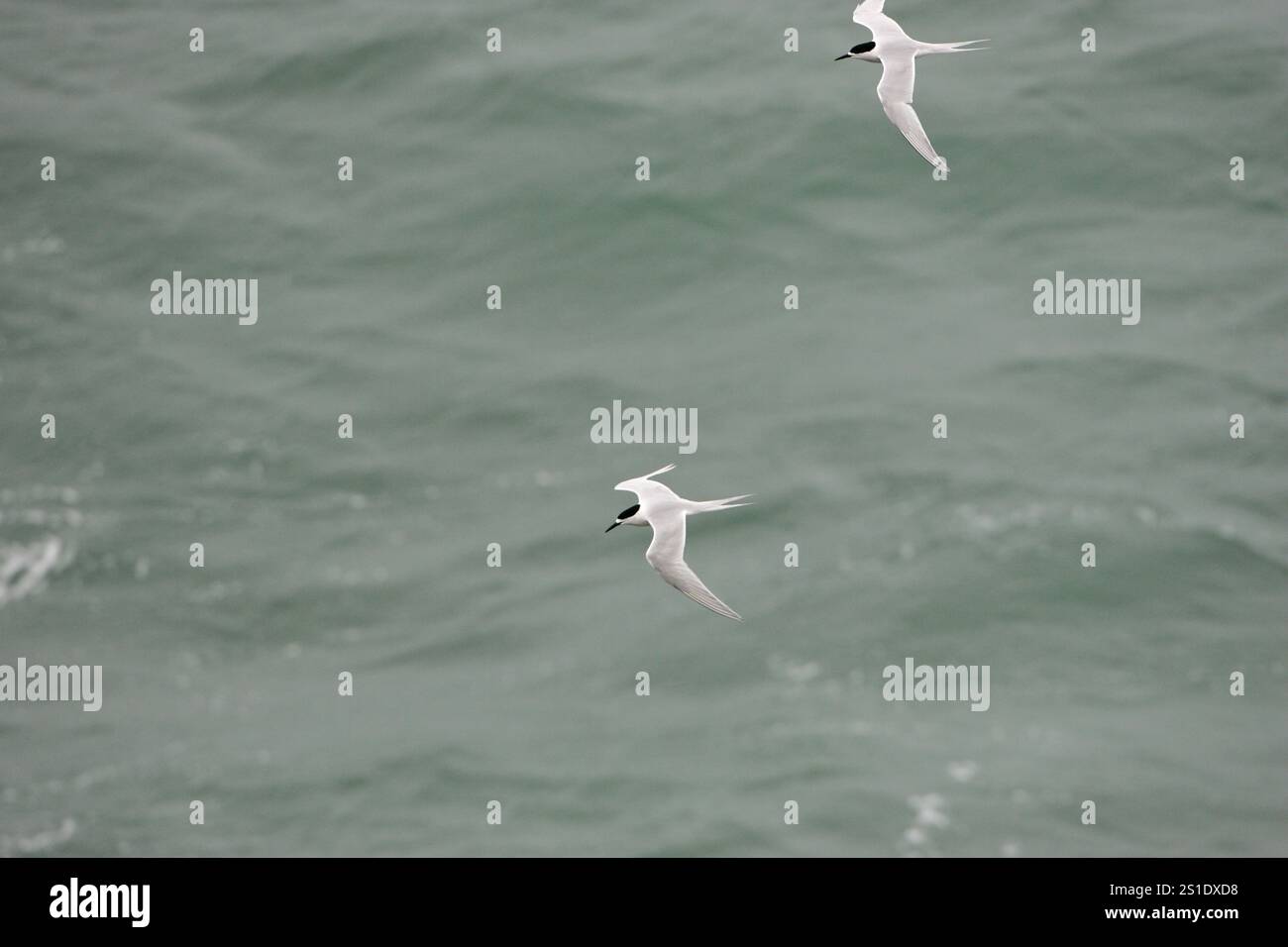 Bianco-fronteggiata tern Sterna striata in volo sopra il mare in Nuova Zelanda Foto Stock