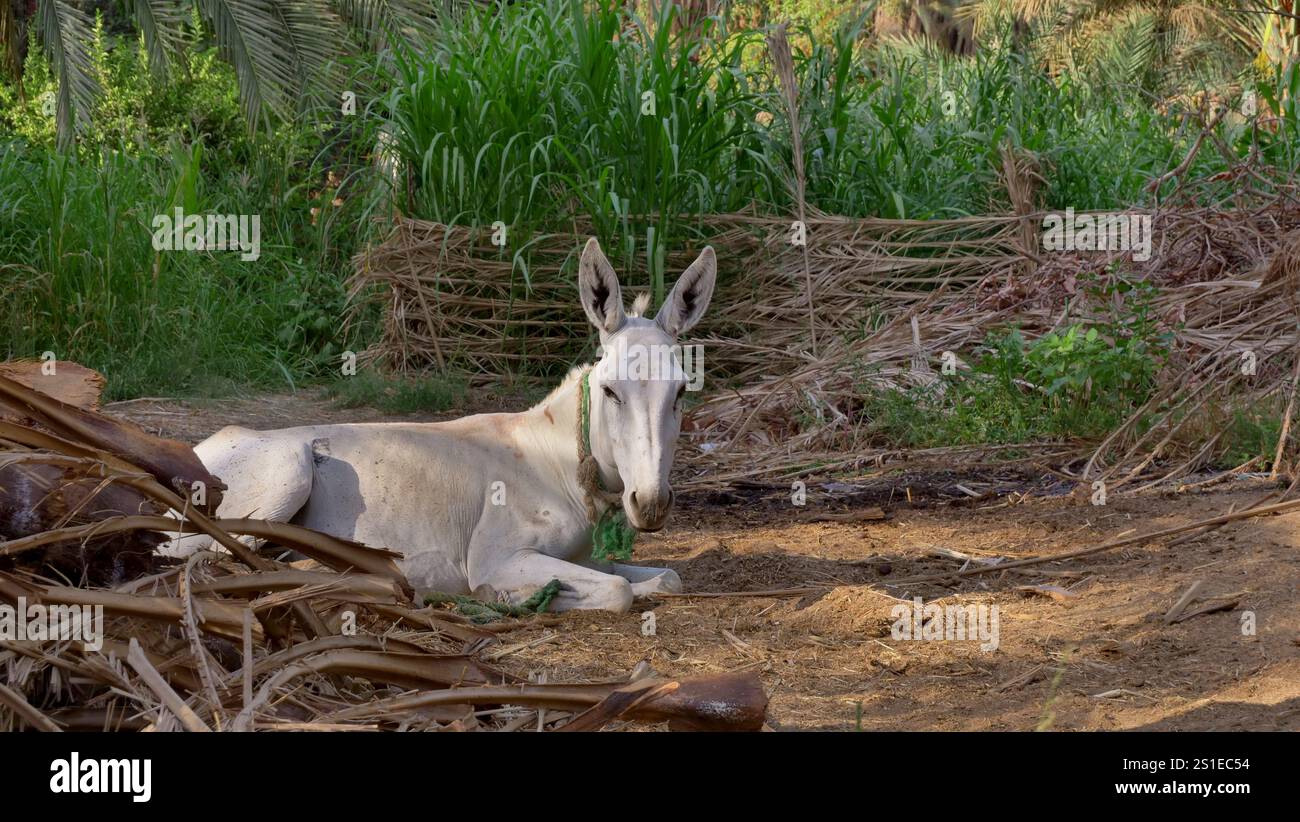 Asino nell'isola Elefantina, Assuan, Egitto Foto Stock