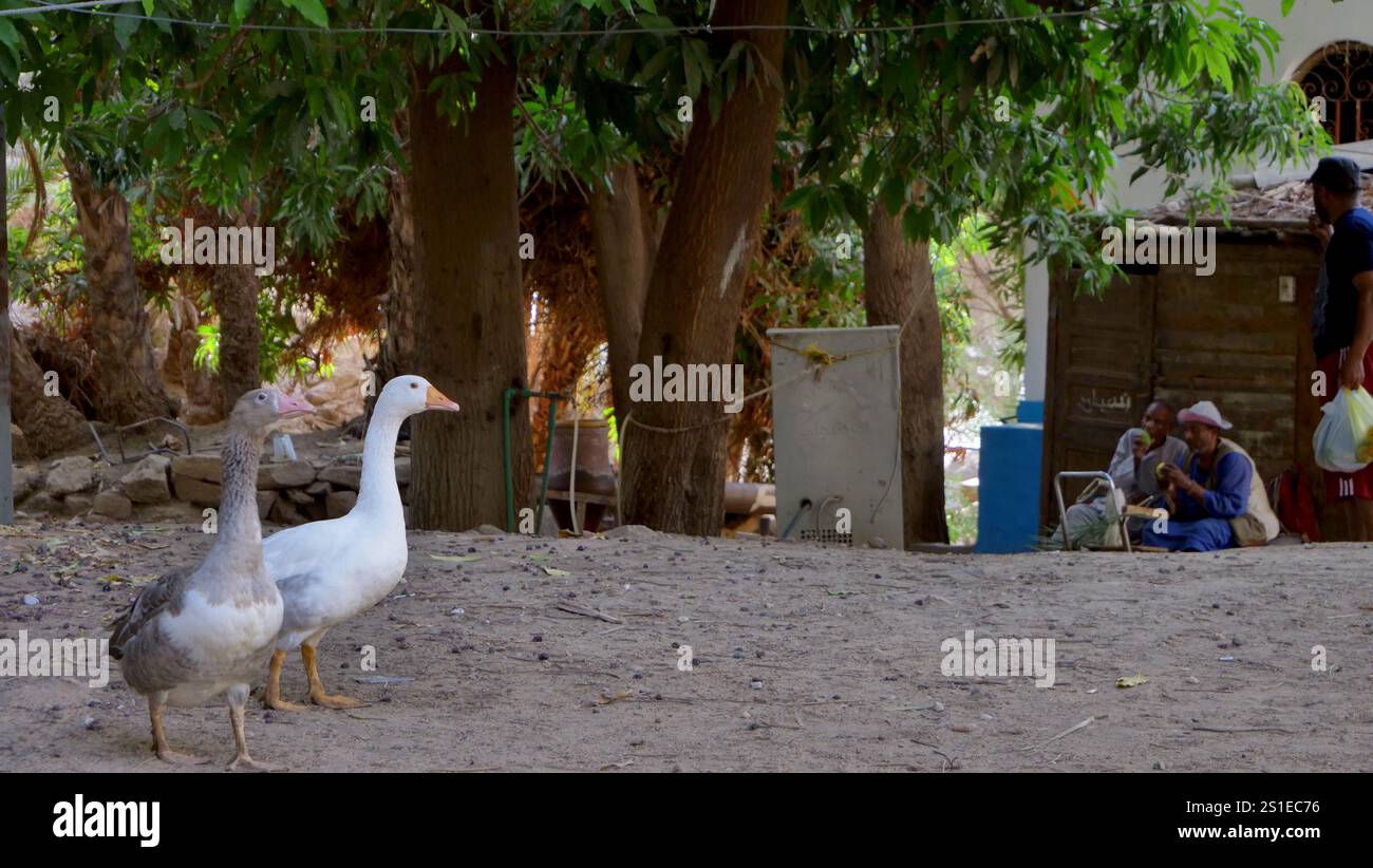 Oche nell'isola Elefantina, Assuan, Egitto Foto Stock