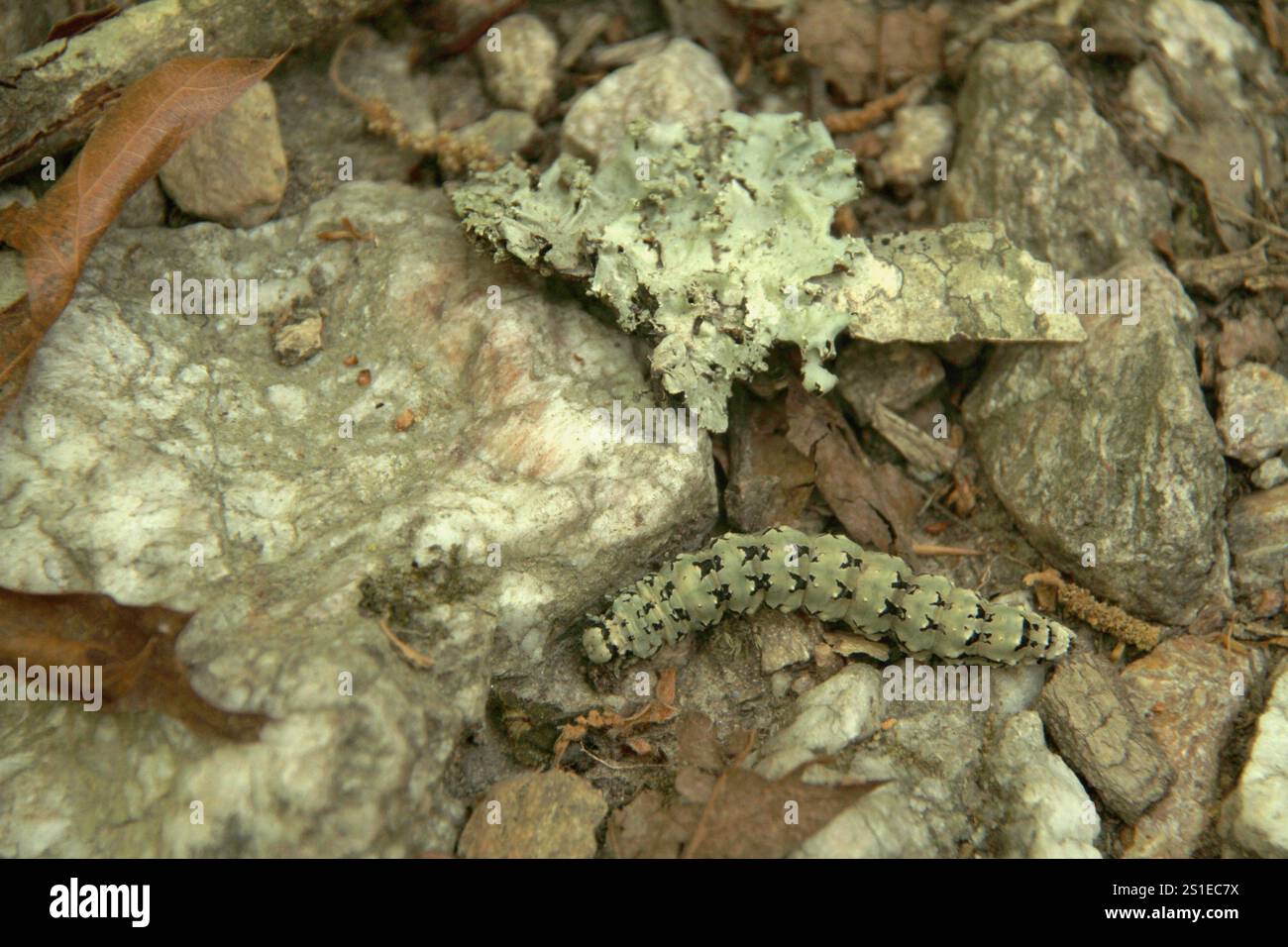 Virginia, Stati Uniti. Un catocala ilia caterpillar sul terreno accanto a licheni di colore simile. Foto Stock