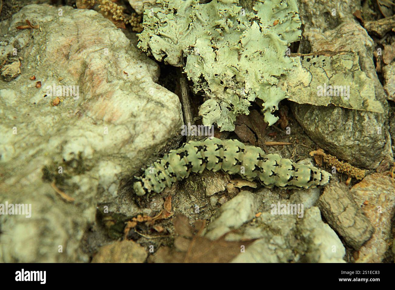 Virginia, Stati Uniti. Un catocala ilia caterpillar sul terreno accanto a licheni di colore simile. Foto Stock