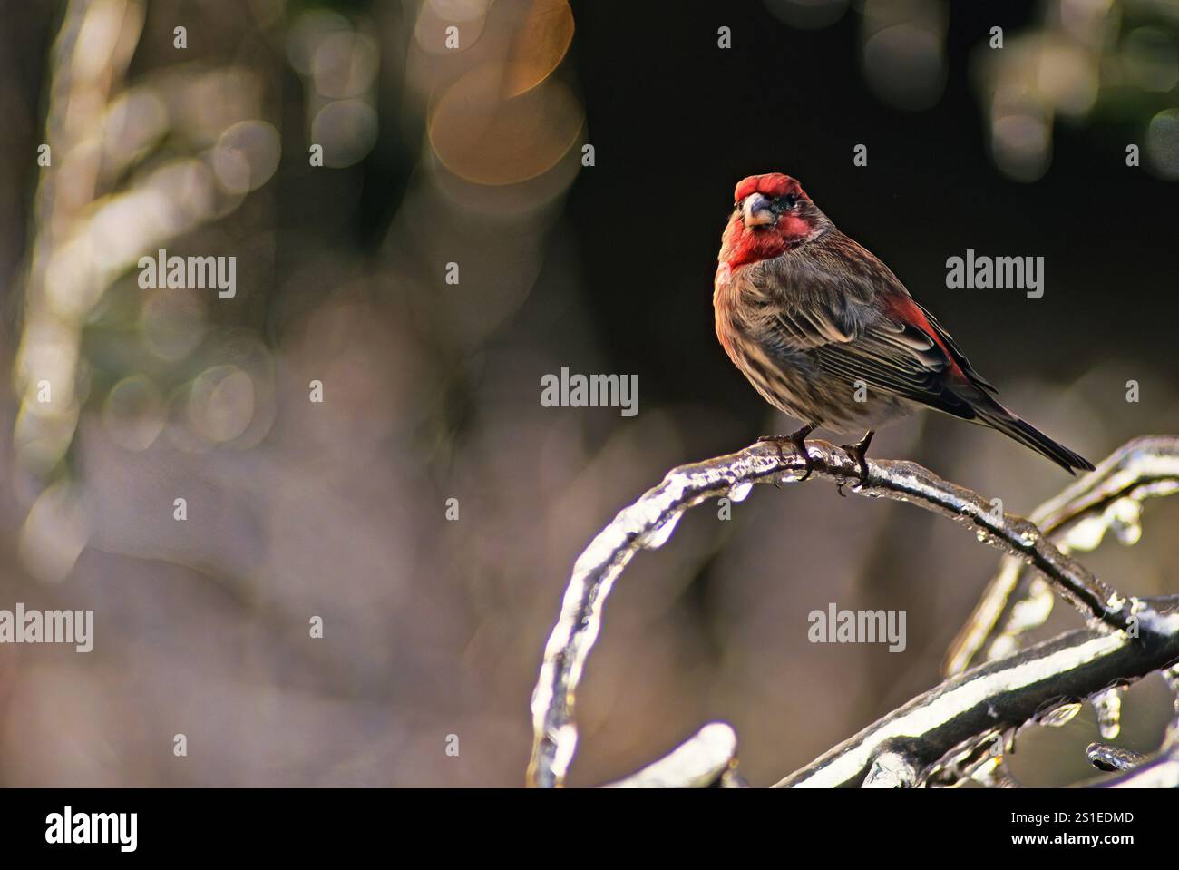 Casa maschile finch in inverno con una tempesta di ghiaccio Foto Stock