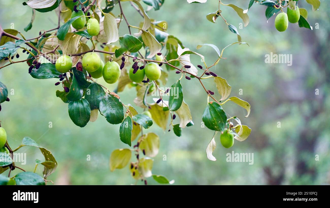 Jujube indiano o Ziziphus mauritiana sull'albero del giuggiolo. Questa foto è stata scattata da Jaipur in India. Foto Stock