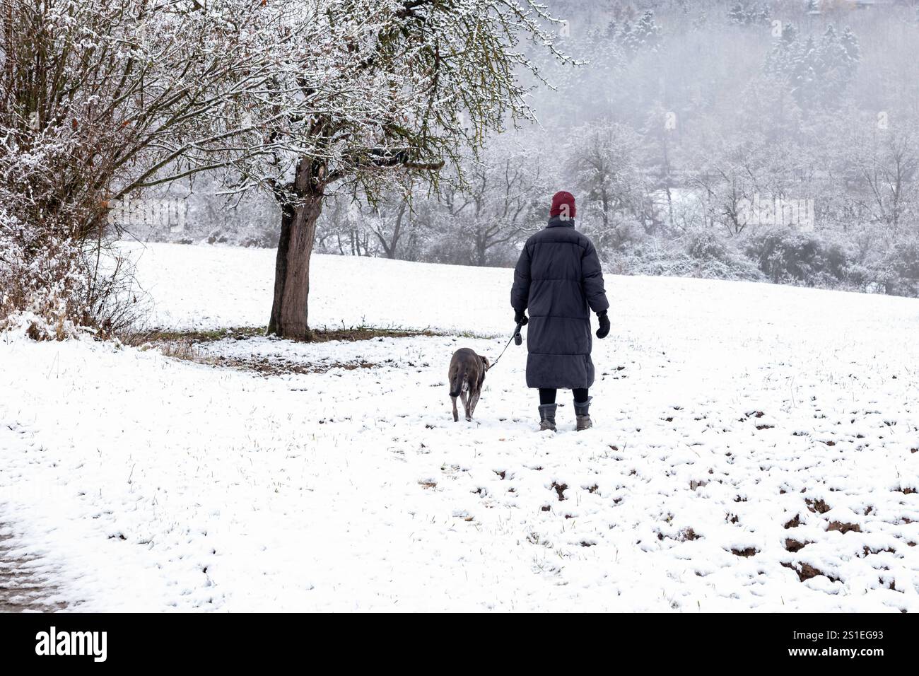 Spaziergang im verschneiten Winterfeld 02.01.25, Selters: Symbolfoto, Illustrationsbild, Symbolbild, Illustrationsfoto, Alltagsszene Spaziergang im verschneiten Winterfeld Eine Person in einem langen Mantel mit roter Mütze geht mit einem Hund an der Leine durch ein verschneites Feld. Die Bäume im Hintergrund sind mit einer dünnen Schneeschicht bedeckt und die winterliche Landschaft wirkt ruhig und friedlich. DAS Bild vermittelt eine harmonische Szene von Mensch und Natur in der kalten Jahreszeit Selters Assia Germania *** passeggiata in un campo invernale innevato 02 01 25, Selters Symbol Photo, illustrazioni Foto Stock