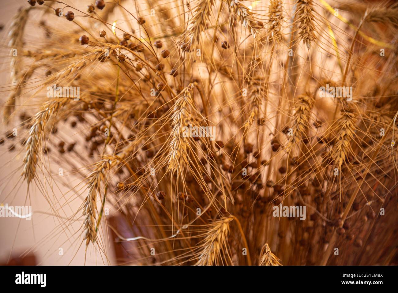 sistemazione ornamentale con grano e semi di lino. Foto Stock
