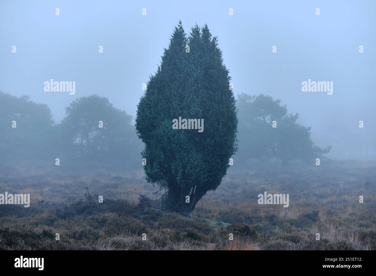 Un unico albero sempreverde sorge in una brughiera nebbiosa, circondata da tenui colori di erba e arbusti, creando una scena naturale serena e tranquilla. Foto Stock