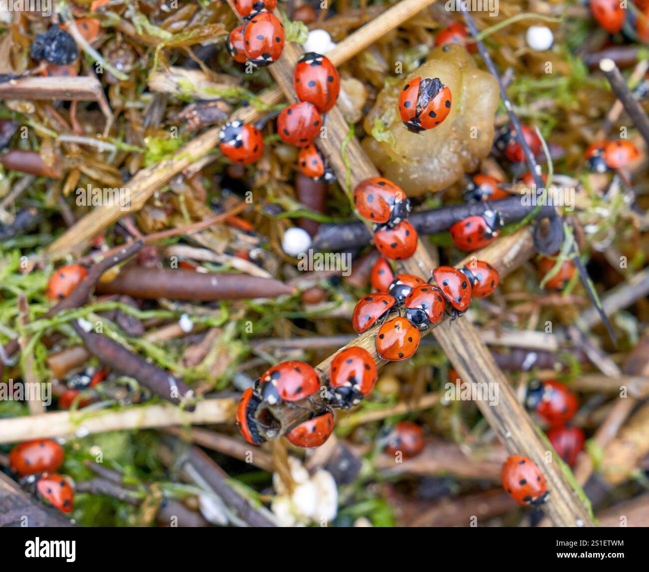 Colonia di Ladybugs in natura Foto Stock