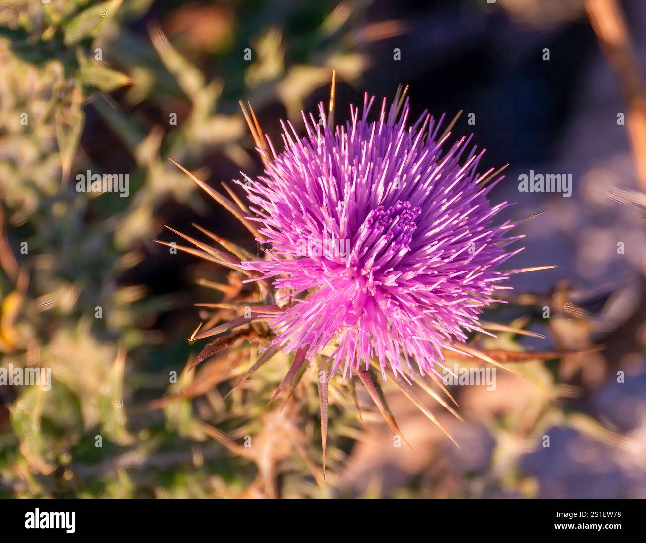 Cardo da latte (Silybum marianum), noto anche come corona di Cristo, cardo tuono o cardo salvatore. Prelevato a Santorini. Foto Stock
