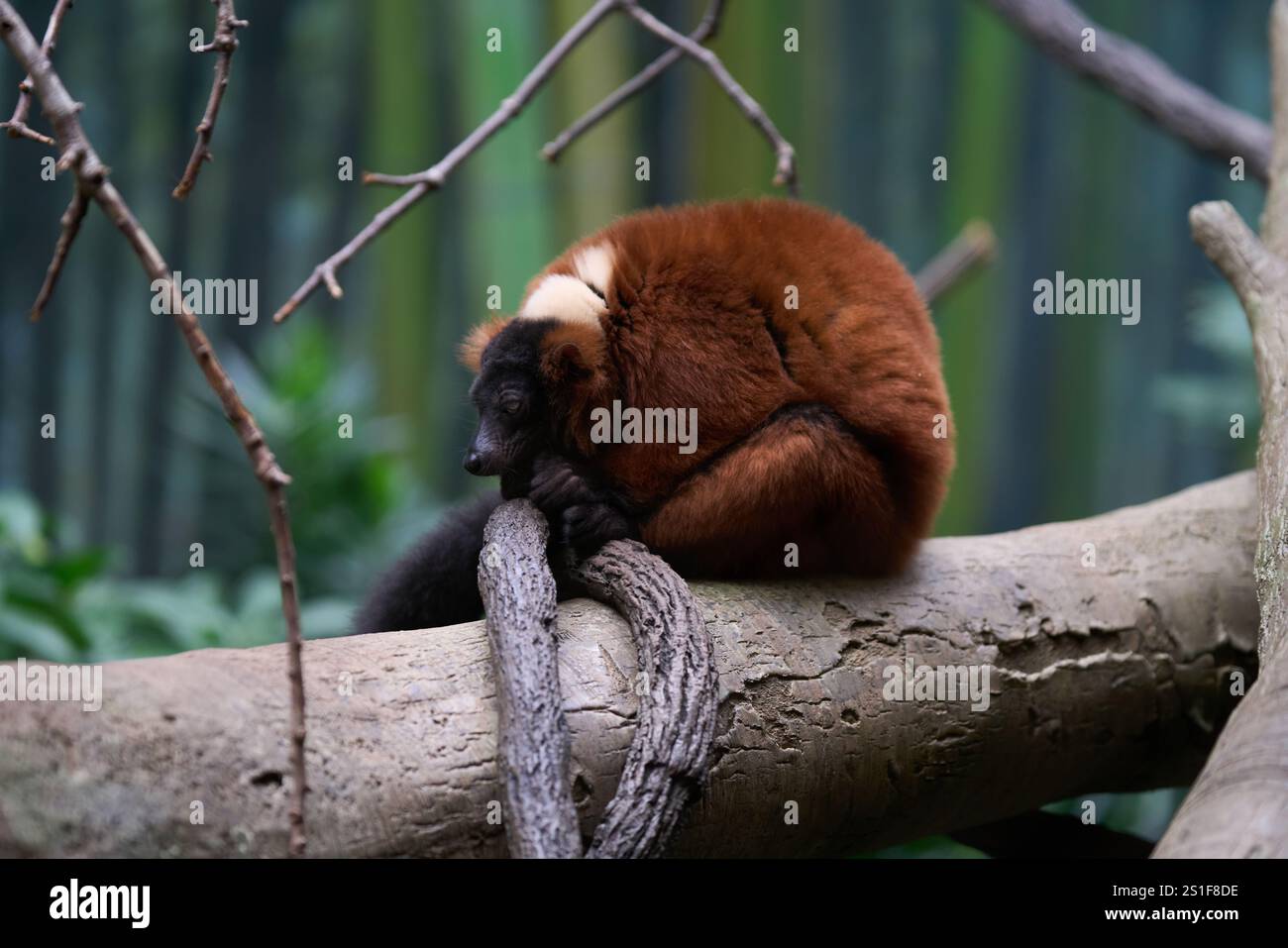 Un lembo rosso arricciato che riposa lungo un ramo Foto Stock