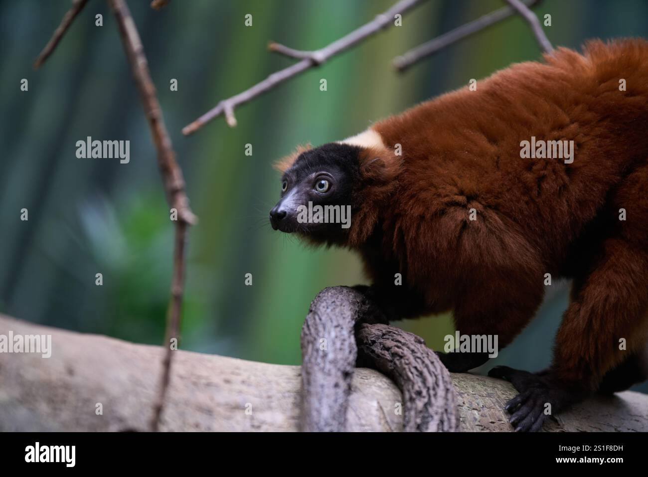Un lembo rosso arricciato che riposa lungo un ramo Foto Stock