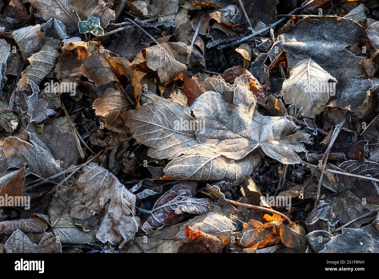 Foglie ricoperte di gelo sul fondo della foresta nel Regno Unito Foto Stock