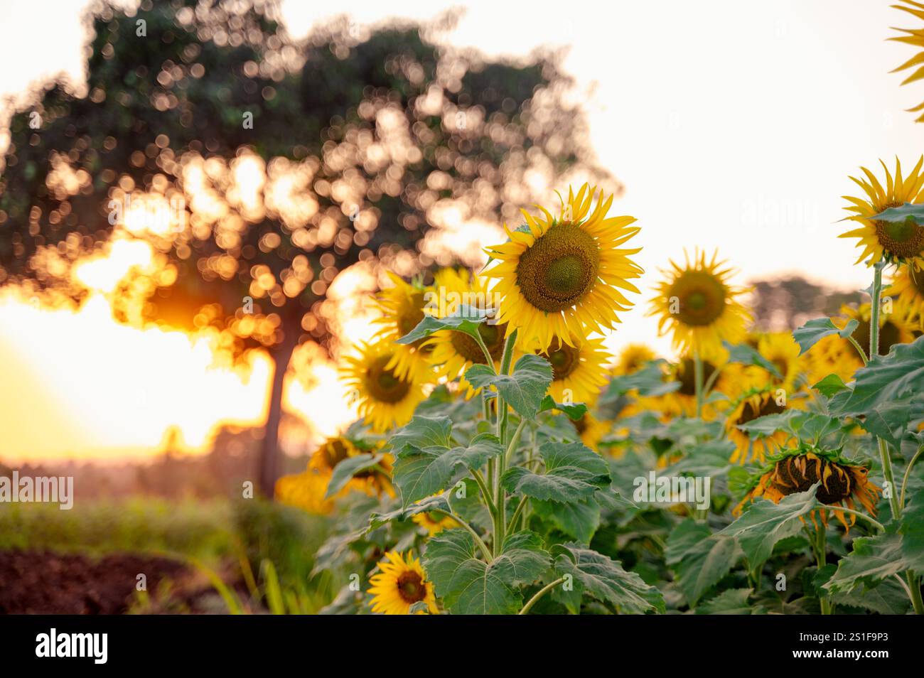 Girasoli coltivati completamente fioriti nel campo e alberi in fondo sfocano con bokeh e imitazione alla luce del sole serale. Foto Stock