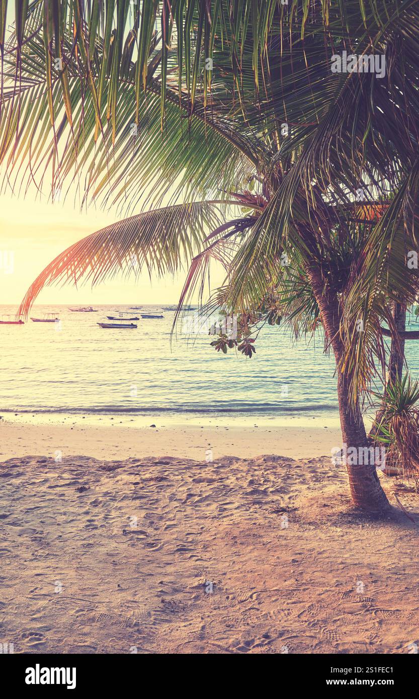 Palme da cocco sulla spiaggia al tramonto, colori applicati. Foto Stock