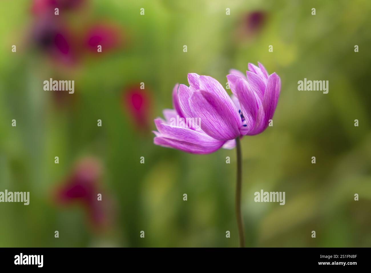 ranunculus rosa in fiore nel giardino. Sfondo sfocato con più fiori. Primo piano Foto Stock