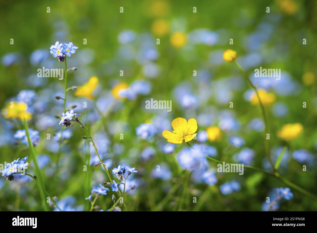 Tazze gialle (Ranunculus acris) e Forget-me-nots (Myosotis) in un prato. Concentrati su un fiore giallo in primo piano, fiore Foto Stock