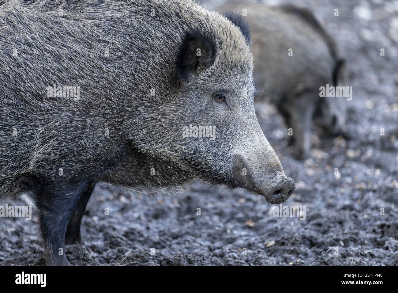 Cinghiale (Sus scrofa), Daun Wildlife Park, Vulkaneifel, Renania-Palatinato, Germania, Europa Foto Stock