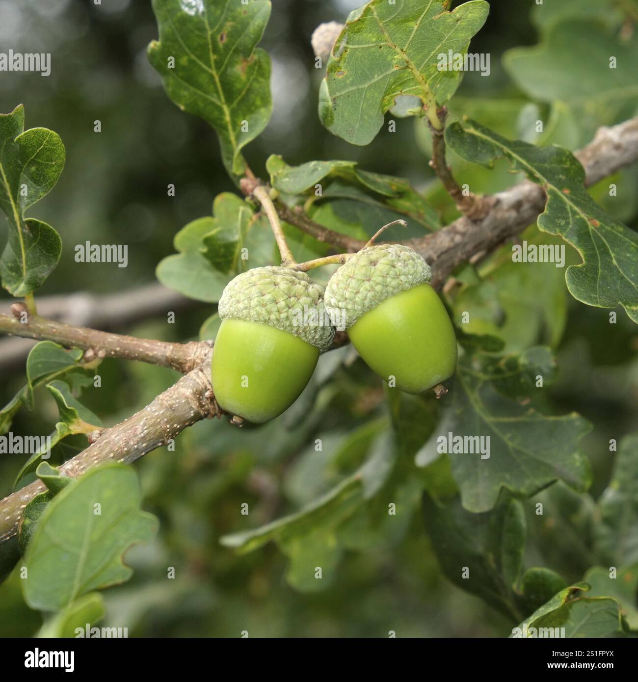 Due ghiande verdi con i tipici cappucci nel fogliame dell'albero. Formato quadrato. Due ghiande verdi con i tipici tappi nel fogliame della quercia tre Foto Stock