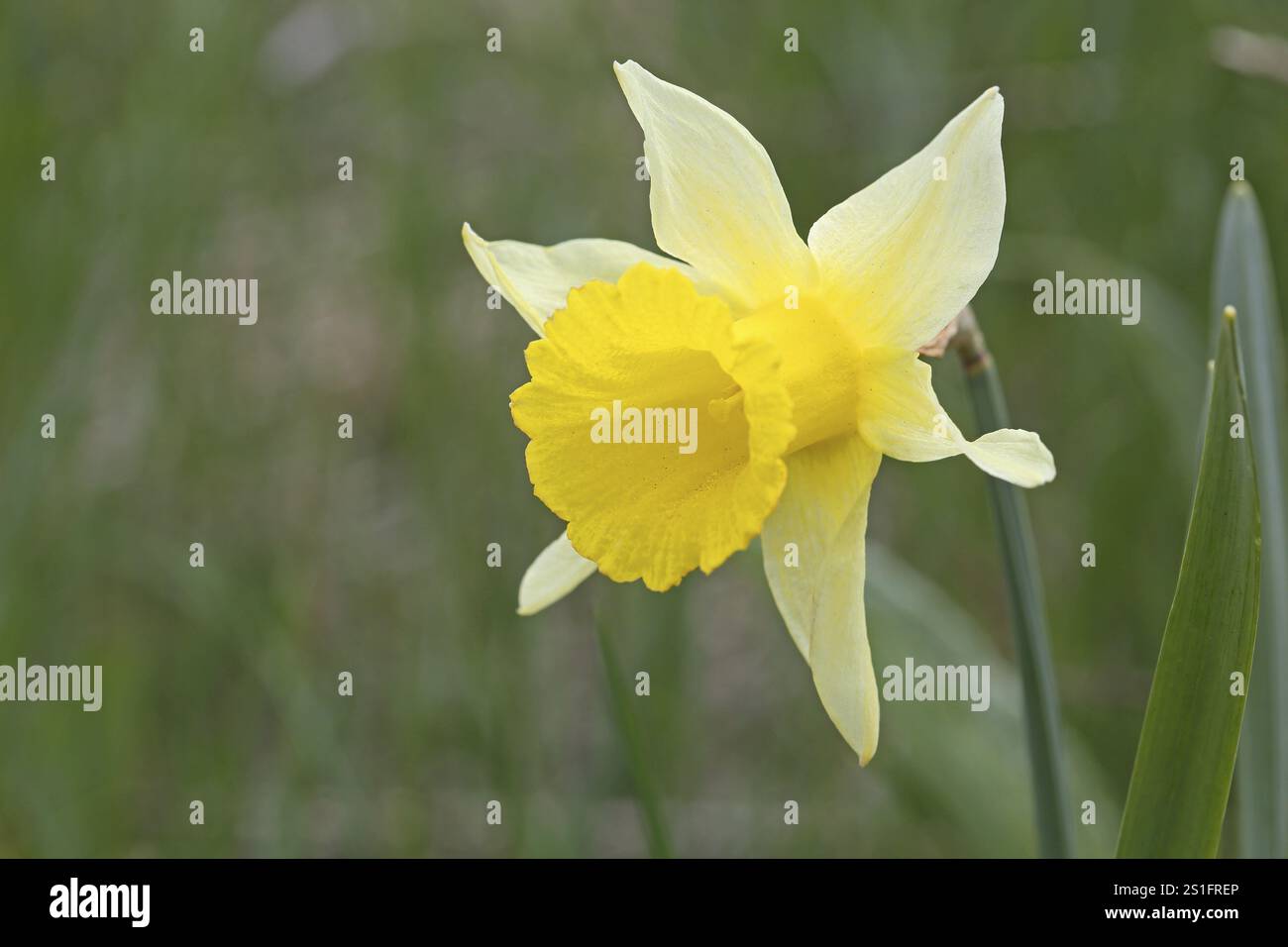 Narcisi selvaggio, Narcissus pseudonarcissus, Francia, Europa Foto Stock