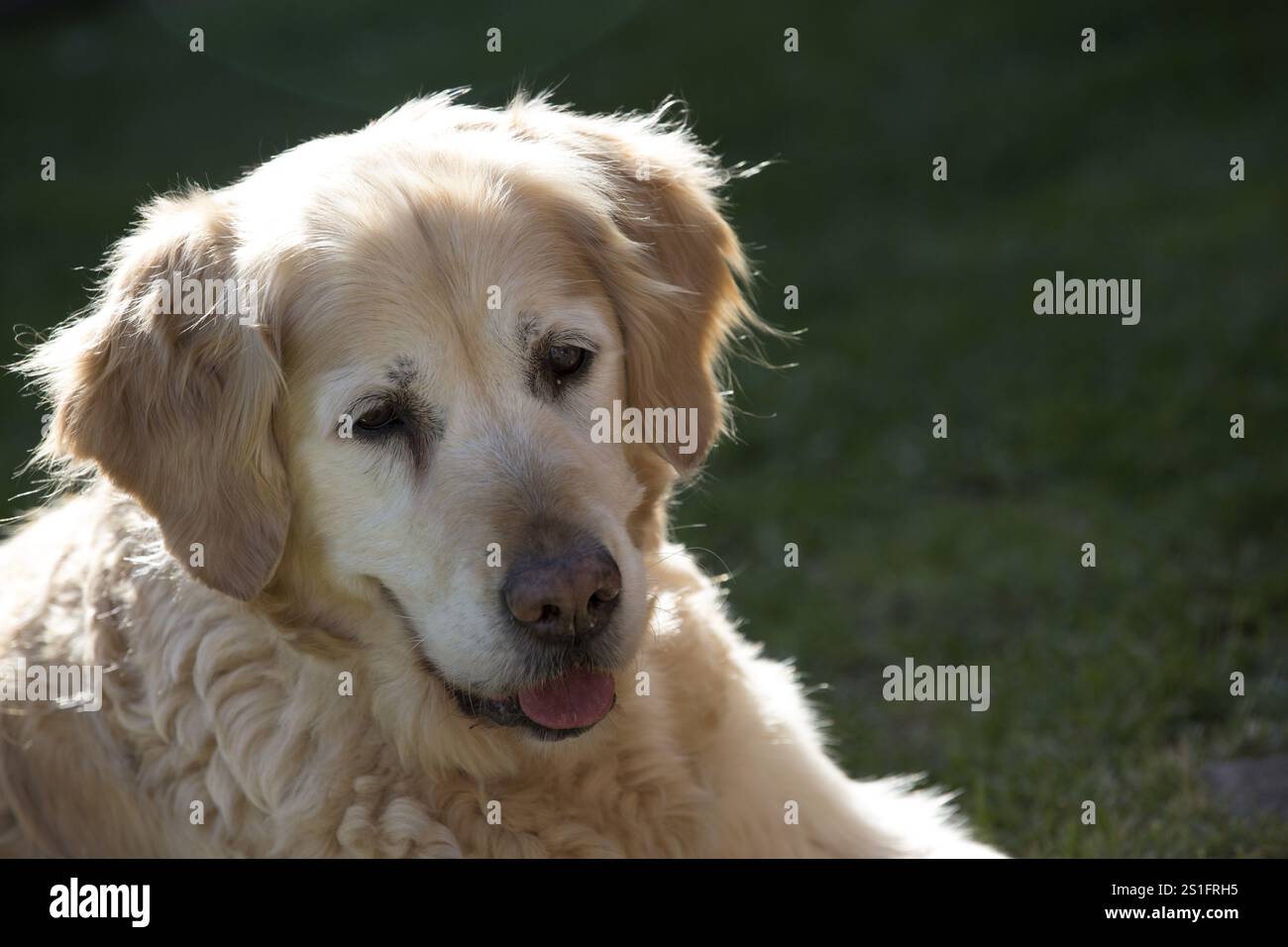 Ritratto di una donna anziana Golden Retriever - foto all'aperto Foto Stock