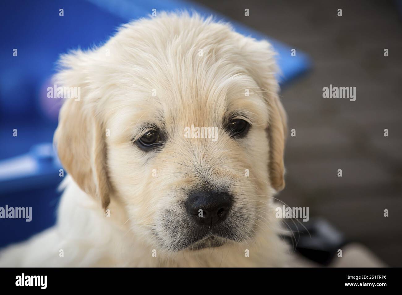 Cuccioli Golden Retriever di 6 settimane Foto Stock