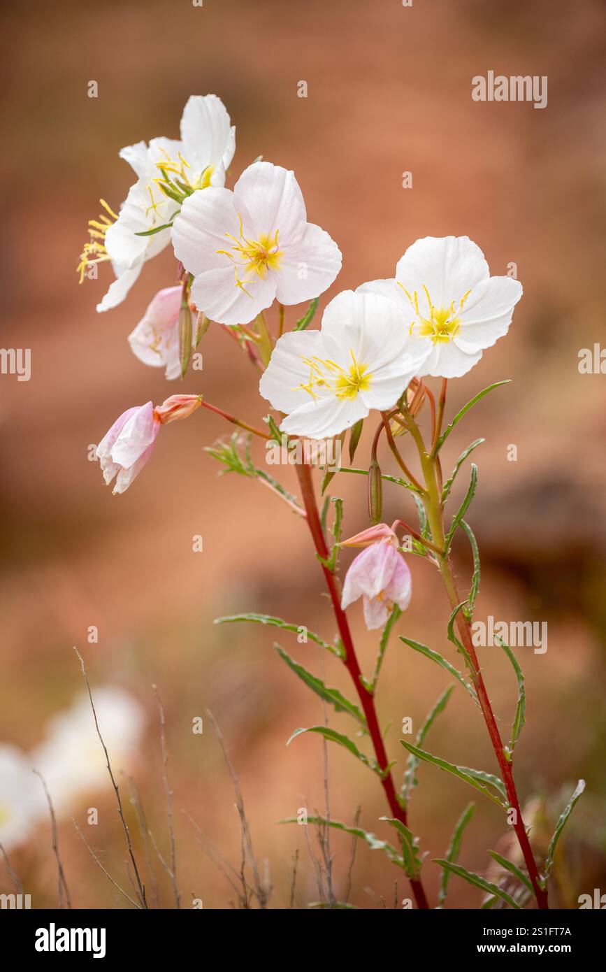 Primrose in fiore, Navajo Nation, Arizona. Foto Stock